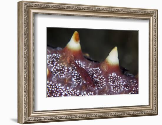 A Tiny Shrimp Lives on a Starfish in Lembeh Strait, Indonesia-Stocktrek Images-Framed Photographic Print