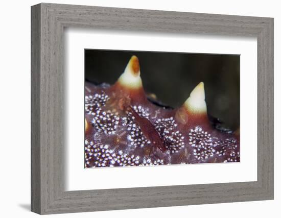 A Tiny Shrimp Lives on a Starfish in Lembeh Strait, Indonesia-Stocktrek Images-Framed Photographic Print