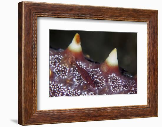 A Tiny Shrimp Lives on a Starfish in Lembeh Strait, Indonesia-Stocktrek Images-Framed Photographic Print