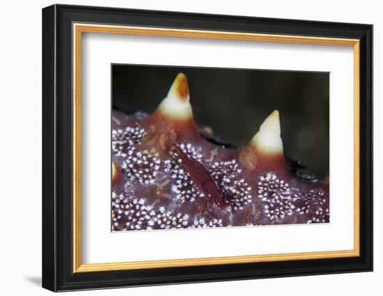 A Tiny Shrimp Lives on a Starfish in Lembeh Strait, Indonesia-Stocktrek Images-Framed Photographic Print