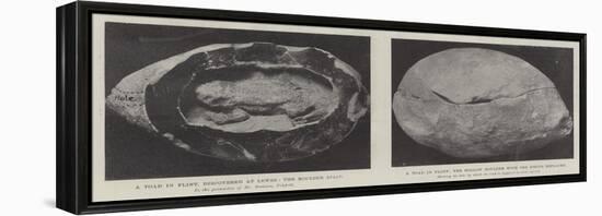 A Toad in Flint-null-Framed Premier Image Canvas