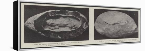 A Toad in Flint-null-Framed Premier Image Canvas