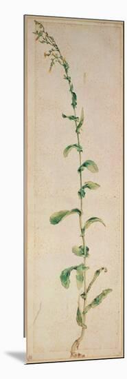 A Tobacco Plant-Albrecht Dürer-Mounted Giclee Print