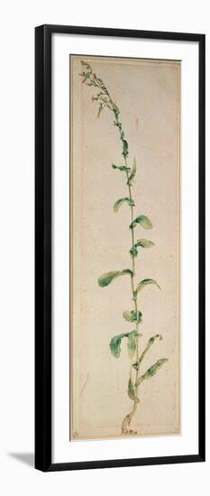 A Tobacco Plant-Albrecht Dürer-Framed Giclee Print