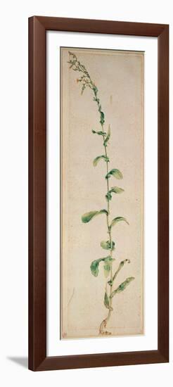 A Tobacco Plant-Albrecht Dürer-Framed Giclee Print