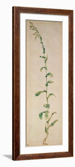 A Tobacco Plant-Albrecht Dürer-Framed Giclee Print