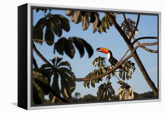 A Toco Toucan Feeds in a Tree Near Iguazu Falls at Sunset-Alex Saberi-Framed Premier Image Canvas