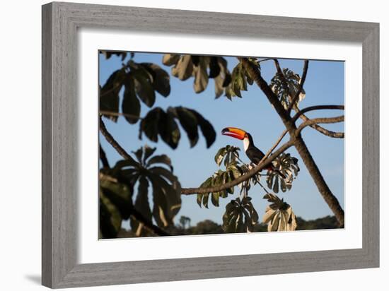 A Toco Toucan Feeds in a Tree Near Iguazu Falls at Sunset-Alex Saberi-Framed Photographic Print