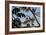 A Toco Toucan Feeds in a Tree Near Iguazu Falls at Sunset-Alex Saberi-Framed Photographic Print