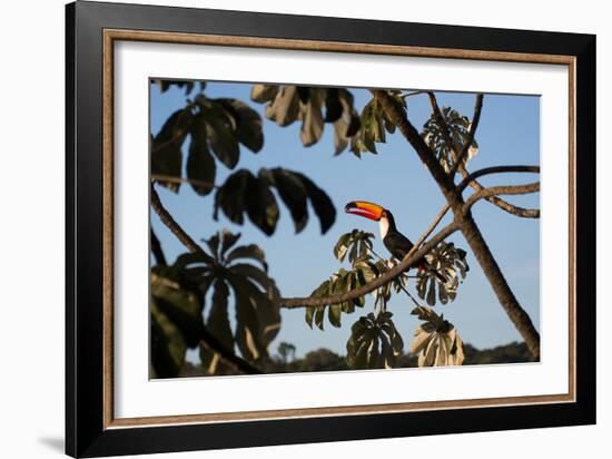 A Toco Toucan Feeds in a Tree Near Iguazu Falls at Sunset-Alex Saberi-Framed Photographic Print