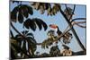 A Toco Toucan Feeds in a Tree Near Iguazu Falls at Sunset-Alex Saberi-Mounted Photographic Print
