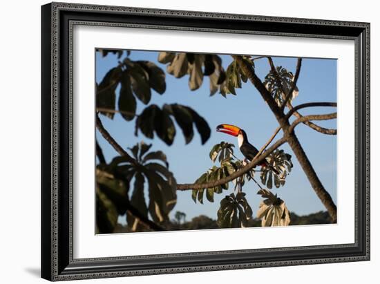 A Toco Toucan Feeds in a Tree Near Iguazu Falls at Sunset-Alex Saberi-Framed Photographic Print