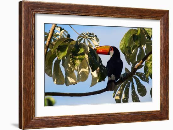 A Toco Toucan in a Tree Near Iguazu Falls at Sunset-Alex Saberi-Framed Photographic Print