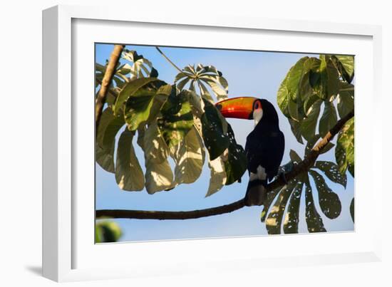 A Toco Toucan in a Tree Near Iguazu Falls at Sunset-Alex Saberi-Framed Photographic Print