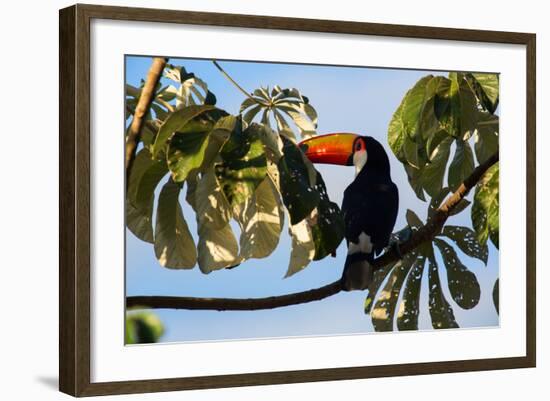 A Toco Toucan in a Tree Near Iguazu Falls at Sunset-Alex Saberi-Framed Photographic Print