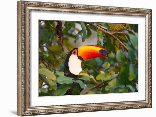 A Toco Toucan Perches in a Tree Near Iguazu Falls at Sunset-Alex Saberi-Framed Photographic Print