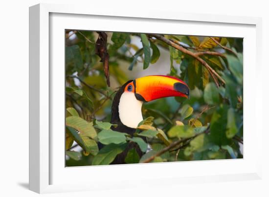 A Toco Toucan Perches in a Tree Near Iguazu Falls at Sunset-Alex Saberi-Framed Photographic Print