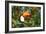 A Toco Toucan Perches in a Tree Near Iguazu Falls at Sunset-Alex Saberi-Framed Photographic Print