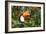 A Toco Toucan Perches in a Tree Near Iguazu Falls at Sunset-Alex Saberi-Framed Photographic Print