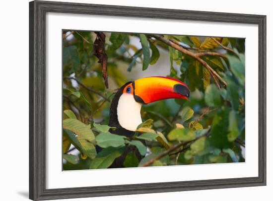 A Toco Toucan Perches in a Tree Near Iguazu Falls at Sunset-Alex Saberi-Framed Photographic Print