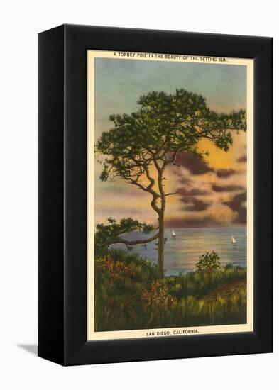 A Torrey Pine, San Diego, California-null-Framed Stretched Canvas