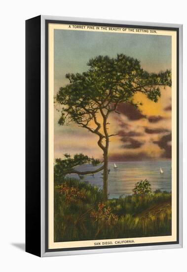 A Torrey Pine, San Diego, California-null-Framed Stretched Canvas