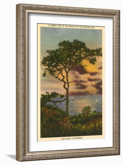 A Torrey Pine, San Diego, California-null-Framed Art Print