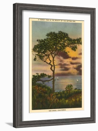 A Torrey Pine, San Diego, California-null-Framed Art Print