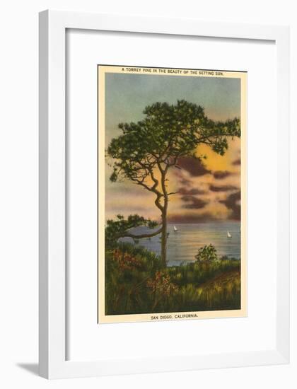 A Torrey Pine, San Diego, California-null-Framed Art Print