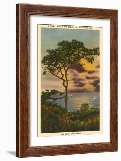 A Torrey Pine, San Diego, California-null-Framed Art Print