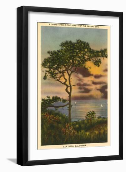 A Torrey Pine, San Diego, California-null-Framed Art Print