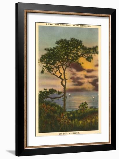 A Torrey Pine, San Diego, California-null-Framed Art Print