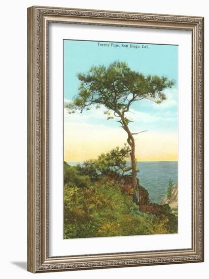 A Torrey Pine, San Diego, California-null-Framed Art Print