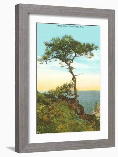 A Torrey Pine, San Diego, California-null-Framed Art Print