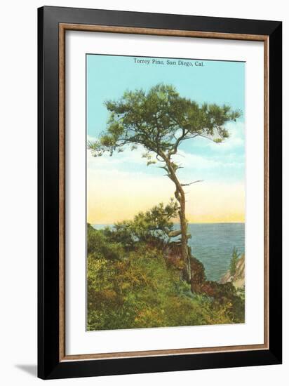 A Torrey Pine, San Diego, California-null-Framed Art Print