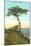 A Torrey Pine, San Diego, California-null-Mounted Art Print