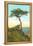 A Torrey Pine, San Diego, California-null-Framed Stretched Canvas