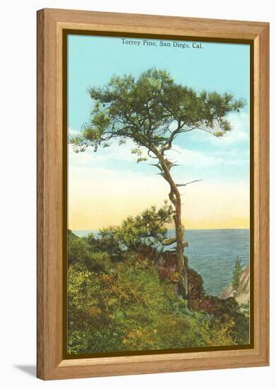 A Torrey Pine, San Diego, California-null-Framed Stretched Canvas