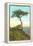 A Torrey Pine, San Diego, California-null-Framed Stretched Canvas