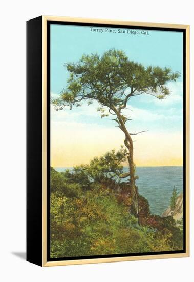 A Torrey Pine, San Diego, California-null-Framed Stretched Canvas