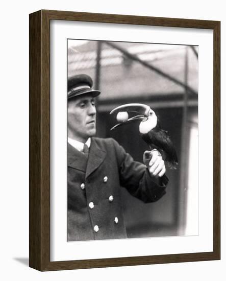 A Toucan Holds an Egg in its Mouth on the Arm of a Keeper, 1924-Frederick William Bond-Framed Photographic Print