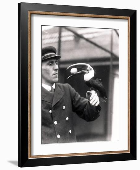 A Toucan Holds an Egg in its Mouth on the Arm of a Keeper, 1924-Frederick William Bond-Framed Photographic Print