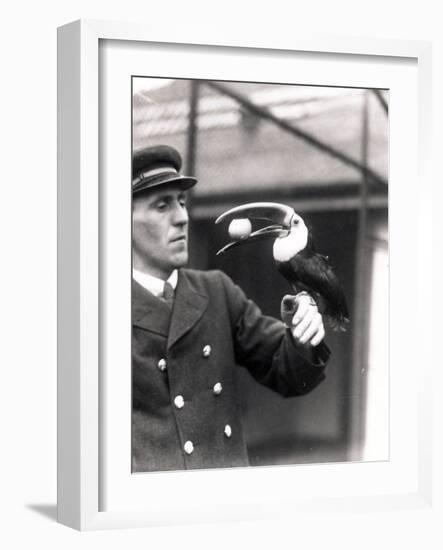 A Toucan Holds an Egg in its Mouth on the Arm of a Keeper, 1924-Frederick William Bond-Framed Photographic Print