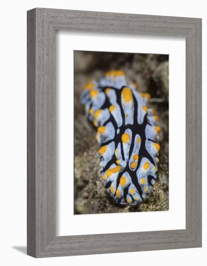 A Toxic Nudibranch Crawls Slowly across a Reef-Stocktrek Images-Framed Photographic Print