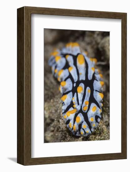 A Toxic Nudibranch Crawls Slowly across a Reef-Stocktrek Images-Framed Photographic Print