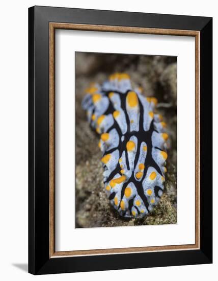 A Toxic Nudibranch Crawls Slowly across a Reef-Stocktrek Images-Framed Photographic Print