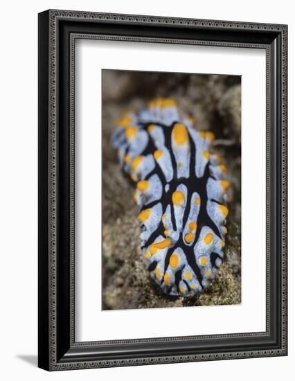 A Toxic Nudibranch Crawls Slowly across a Reef-Stocktrek Images-Framed Photographic Print