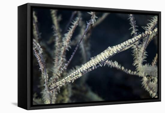 A Tozeuma Shrimp Blends into its Reef Surroundings-Stocktrek Images-Framed Premier Image Canvas