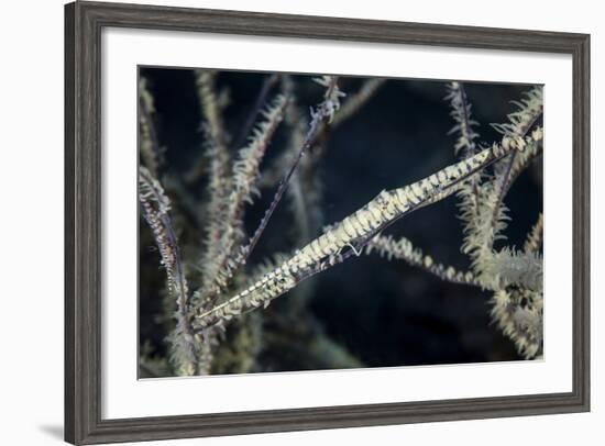 A Tozeuma Shrimp Blends into its Reef Surroundings-Stocktrek Images-Framed Photographic Print