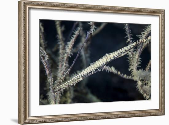 A Tozeuma Shrimp Blends into its Reef Surroundings-Stocktrek Images-Framed Photographic Print